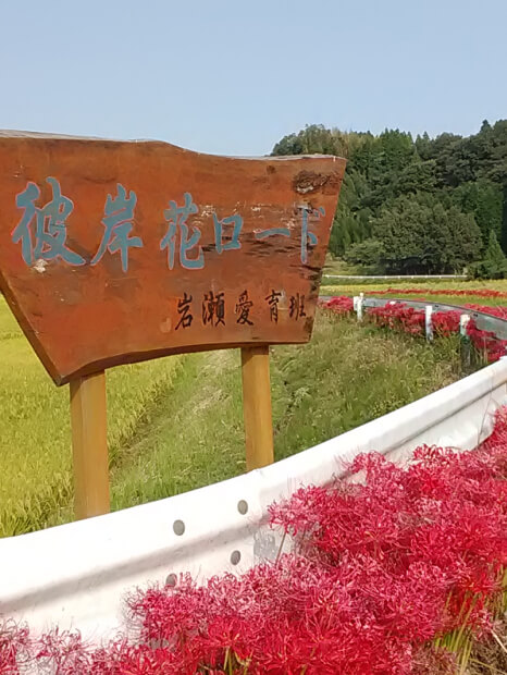 彼岸花ロードの写真